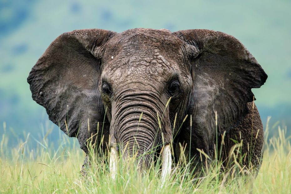 One of the Africa's Big 5 the African Elephant