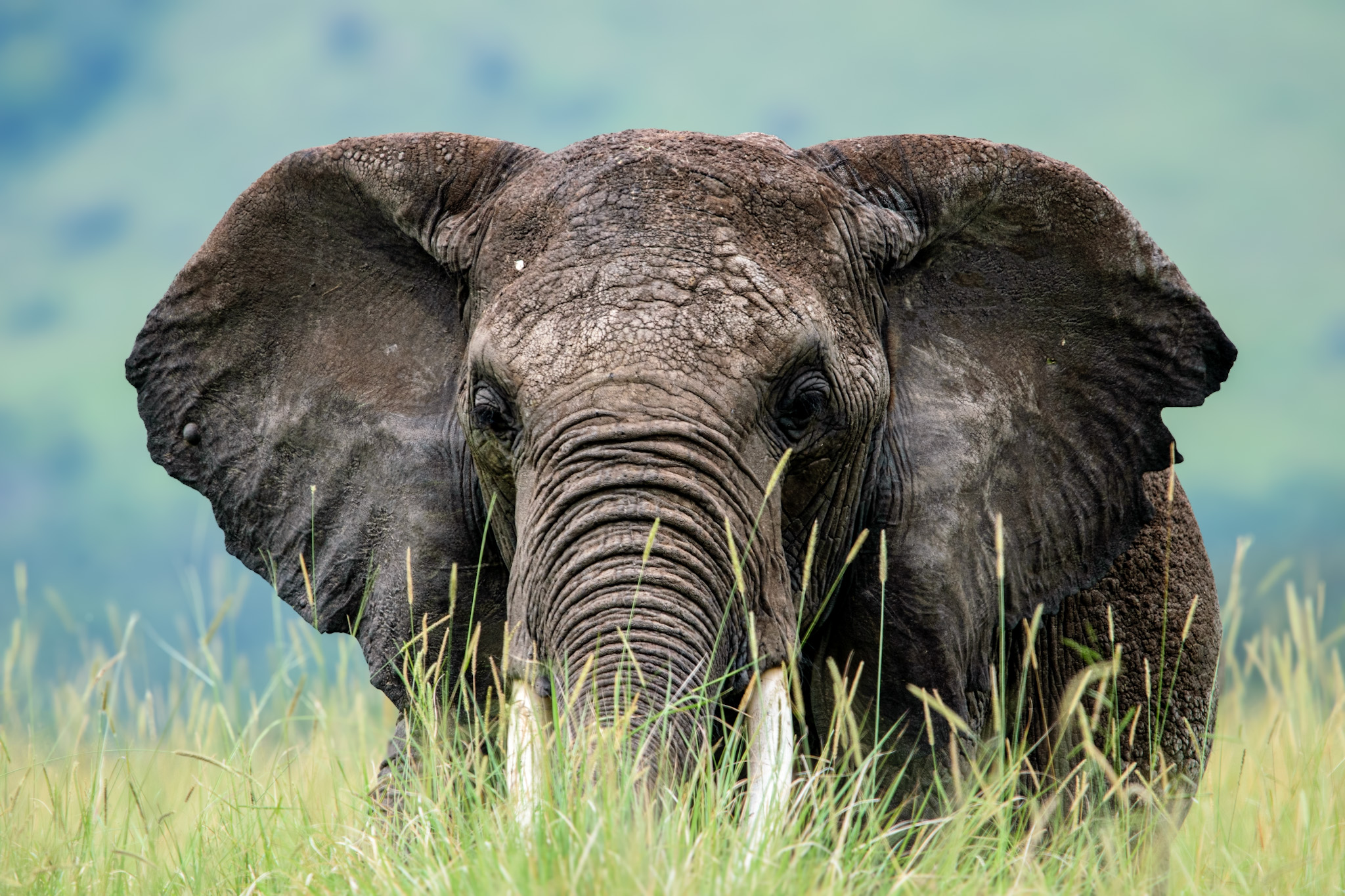 Mara Triangle – Full-Day Photographic Safari