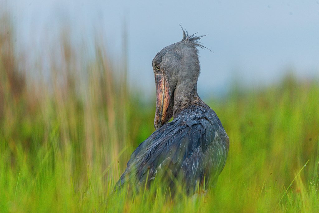 The prehistoric shoebill