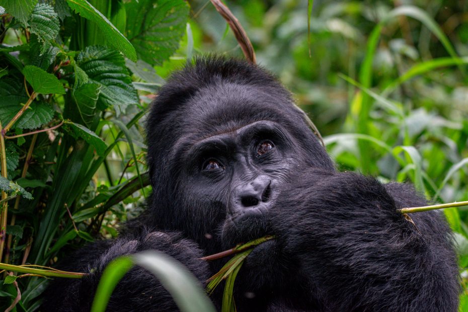 A massive a male gorilla in Bwindi highlands