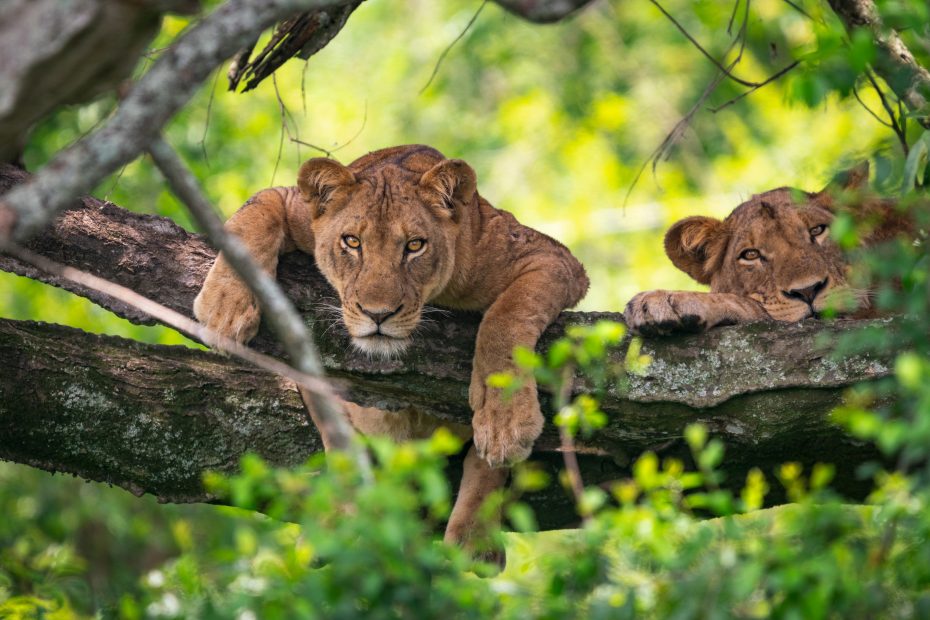 Tree-climbing lions in Ishasha, Uganda