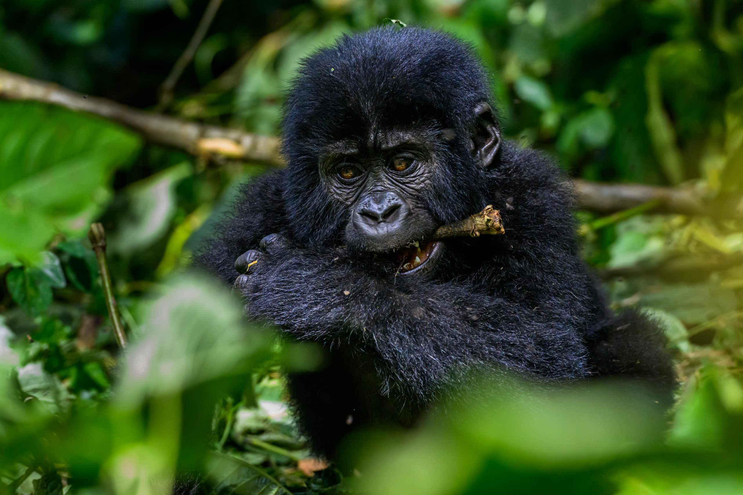 Gorilla Trekking in Bwindi – Transfer to Queen Elizabeth National Park