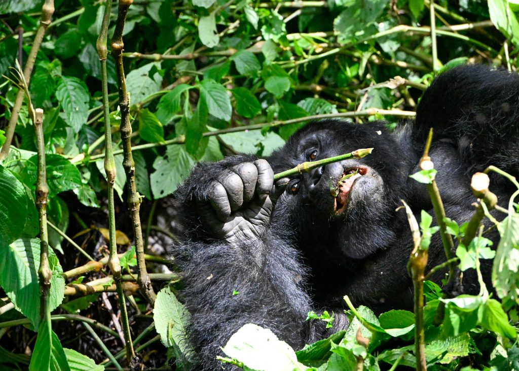 Gorilla Trekking in Bwindi & Transfer to Ishasha