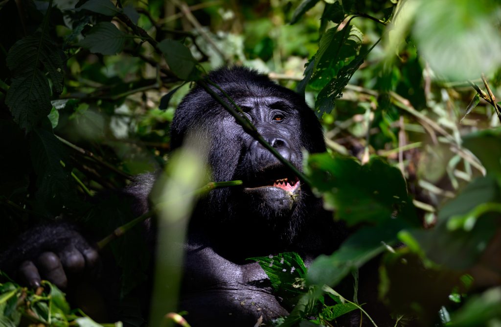 Meet the big boy of Kahungye family in rushaga sector bwindi