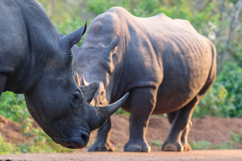 Ziwa rhino ranch is one of the few places in Africa where you can spot the southern white rhinos while on foot