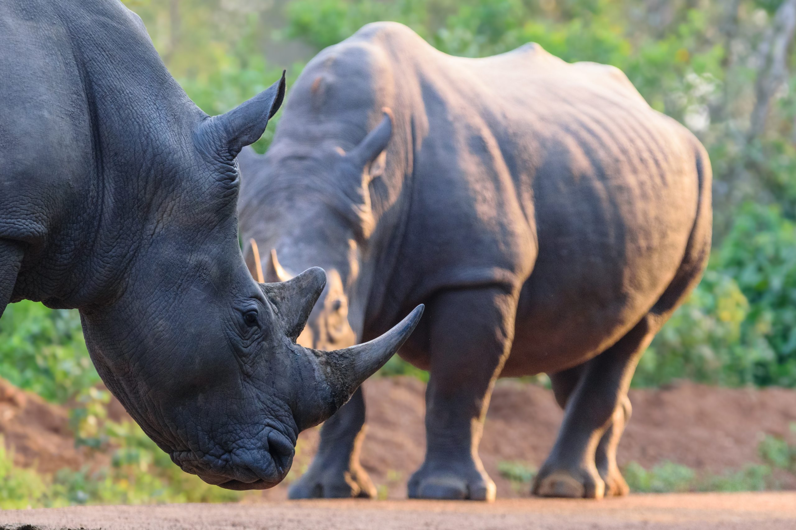 Rhino Trekking – Murchison Falls – Night Game Drive