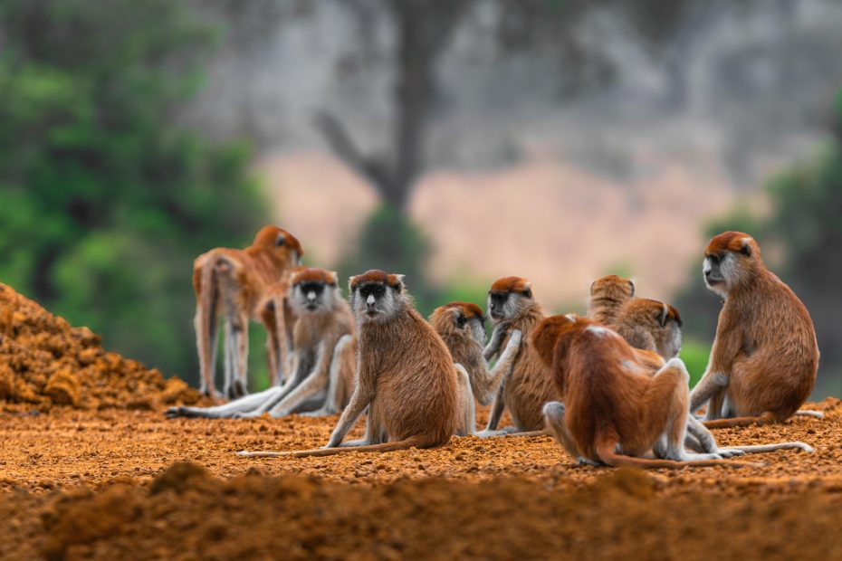 meet Africas fastest monkey