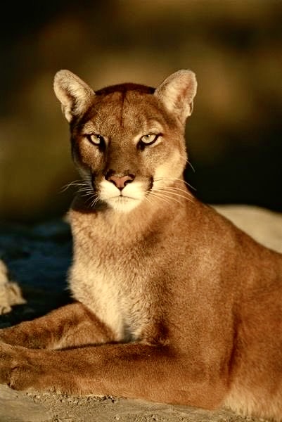 The African rearest specie