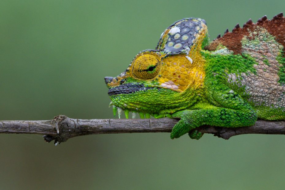 Africa’s Armored Tree Dweller