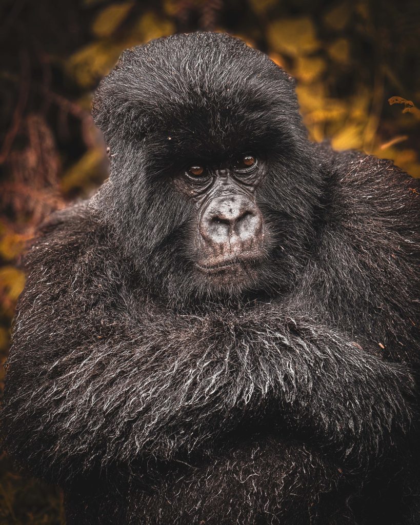 Calm juvenile mountain gorilla