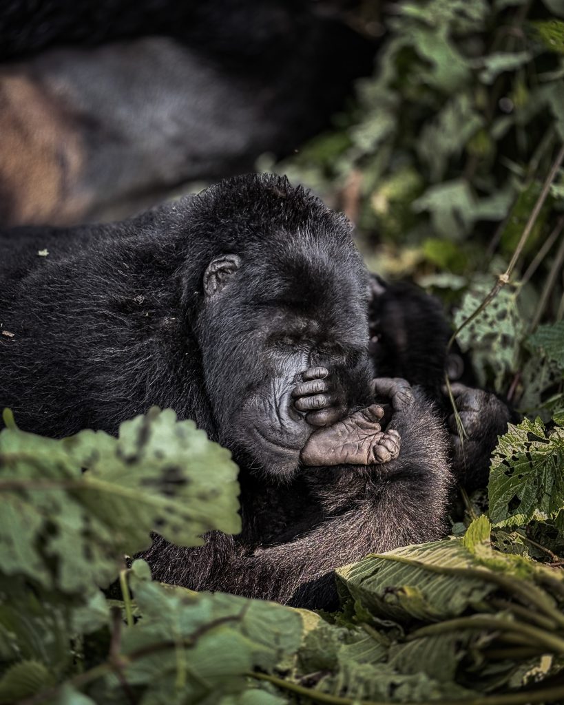 great encounters In gorilla forest
