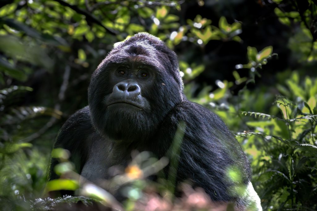  Second Gorilla Trek – Mgahinga Gorilla National Park