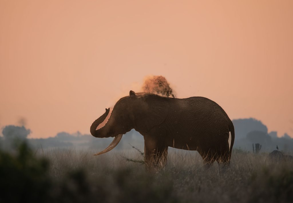 Game Drive & Kazinga Channel Cruise – Rwenzori Foothills