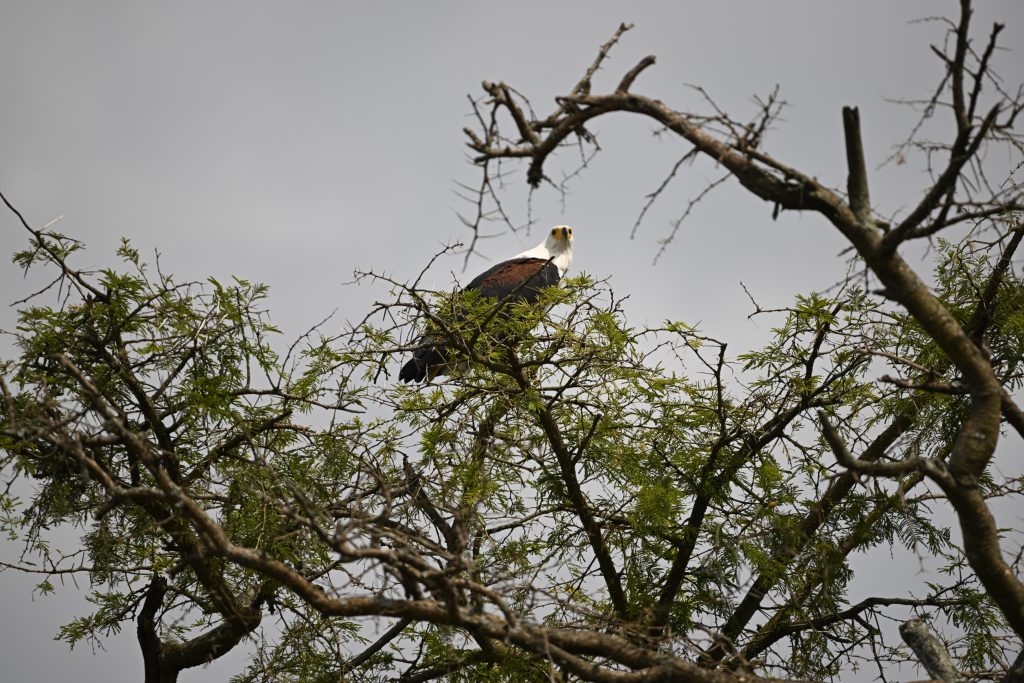 Nature Walk in Lake Mburo and Kazinga Channel Boat Safari