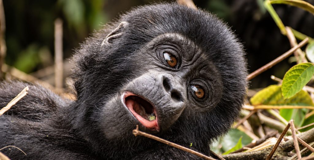 Gorilla Trekking in Bwindi Impenetrable National Park
