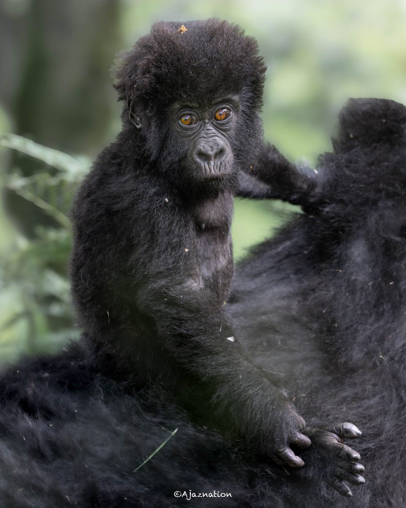 Encounter the Gorilla Hope