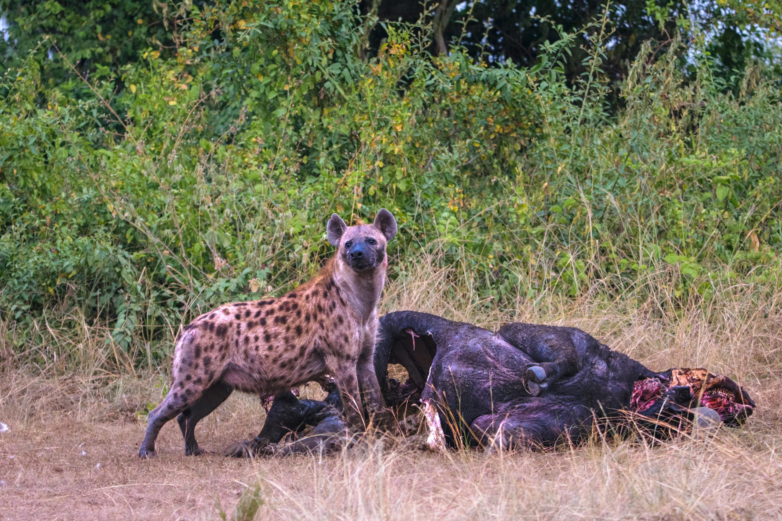  Queen Elizabeth National Park – Game Drive and Kazinga Channel