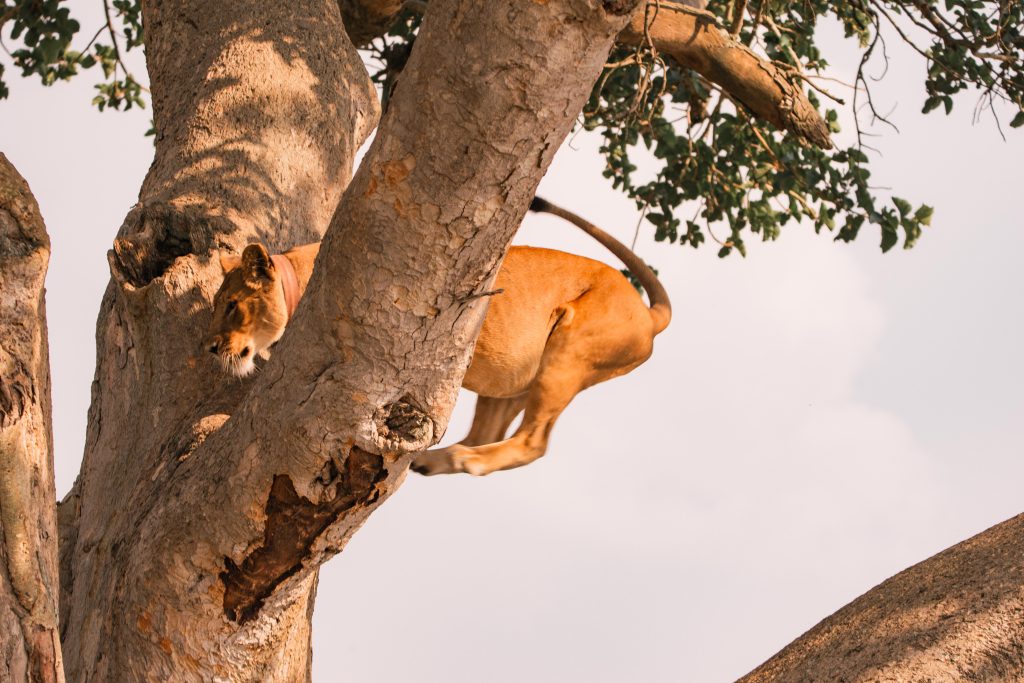 The Tree Climbing Lions