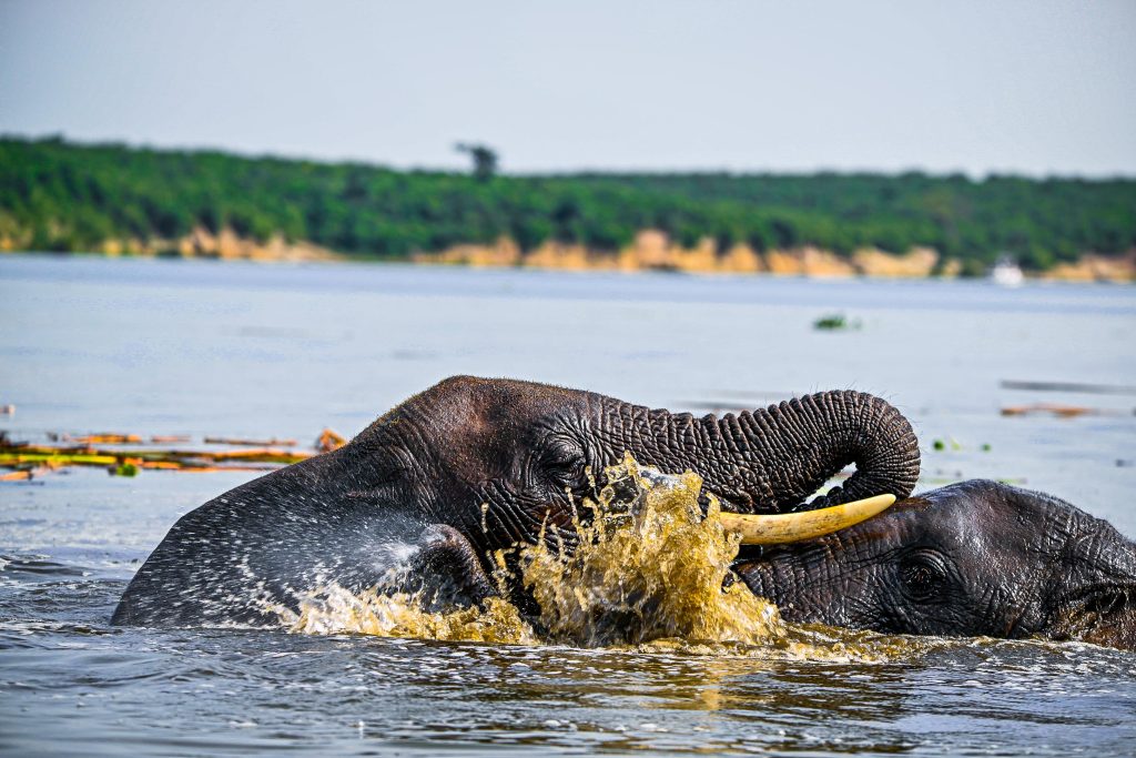 Elephants in Kazinga Channel