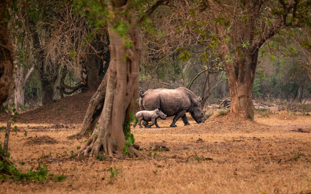 Rhino Trekking