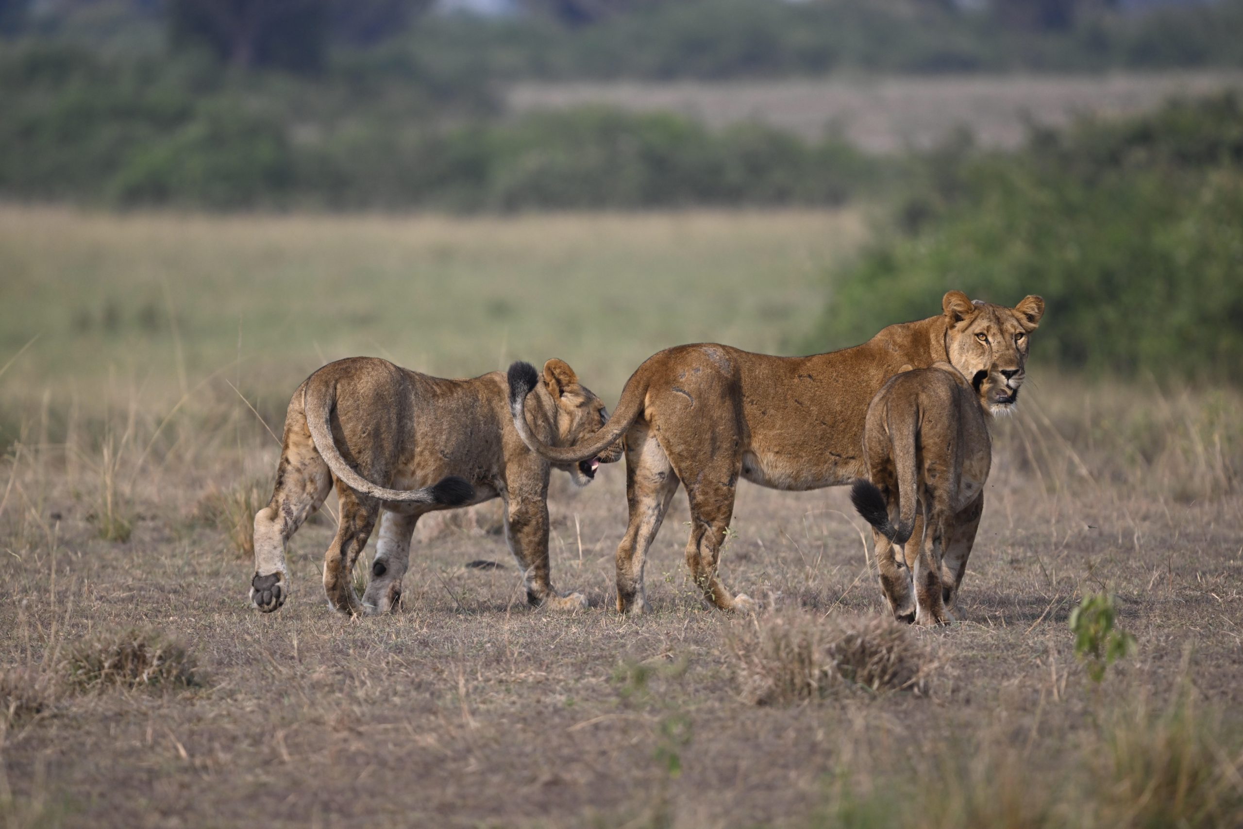 Queen Elizabeth Wildlife Safari – Game Drive & Kazinga Channel Cruise