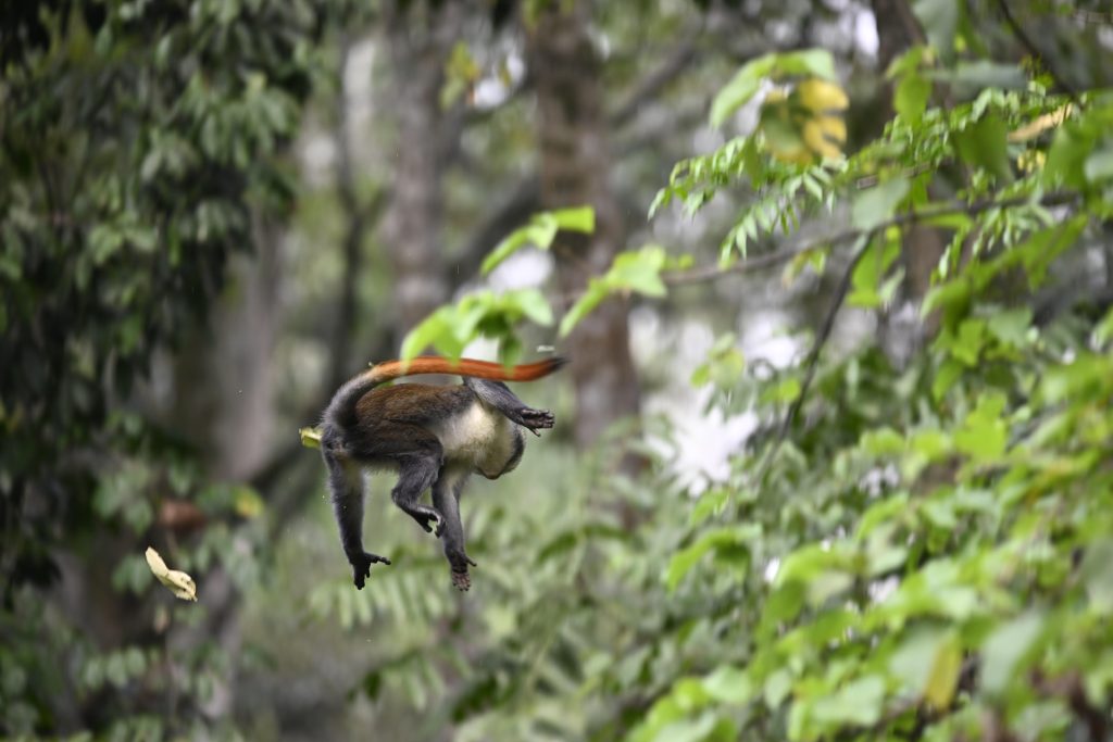 Chimpanzee Trekking – Bigodi Wetland Sanctuary