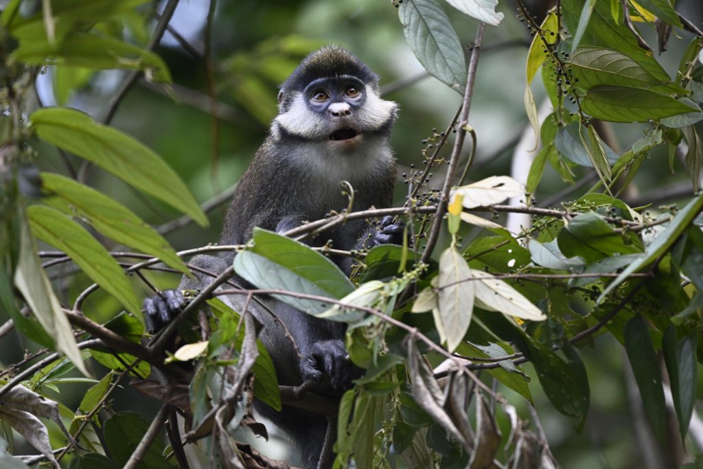 Red Tailed Monkey