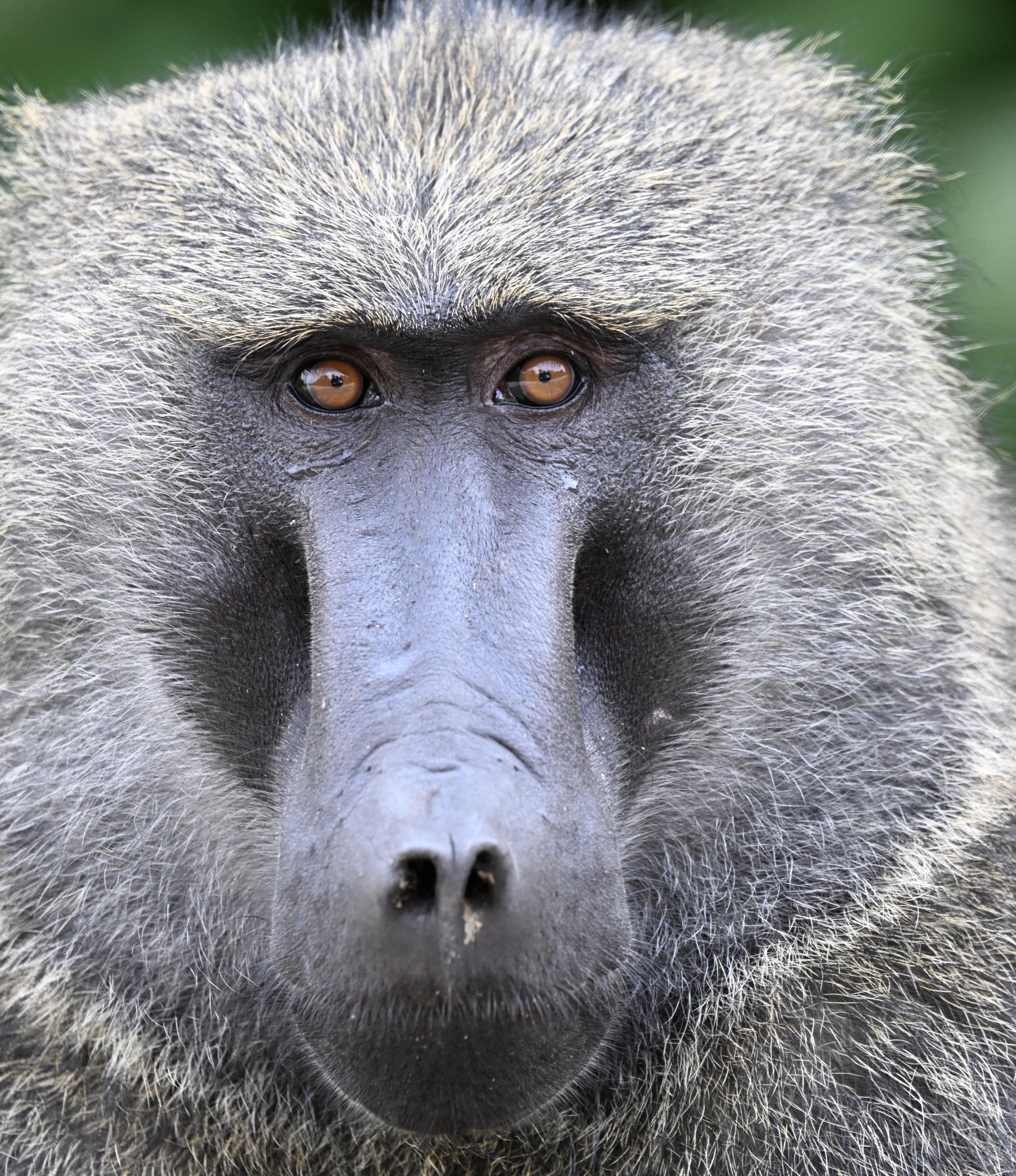 Morning Game Drive & Transfer to Kibale National Park
