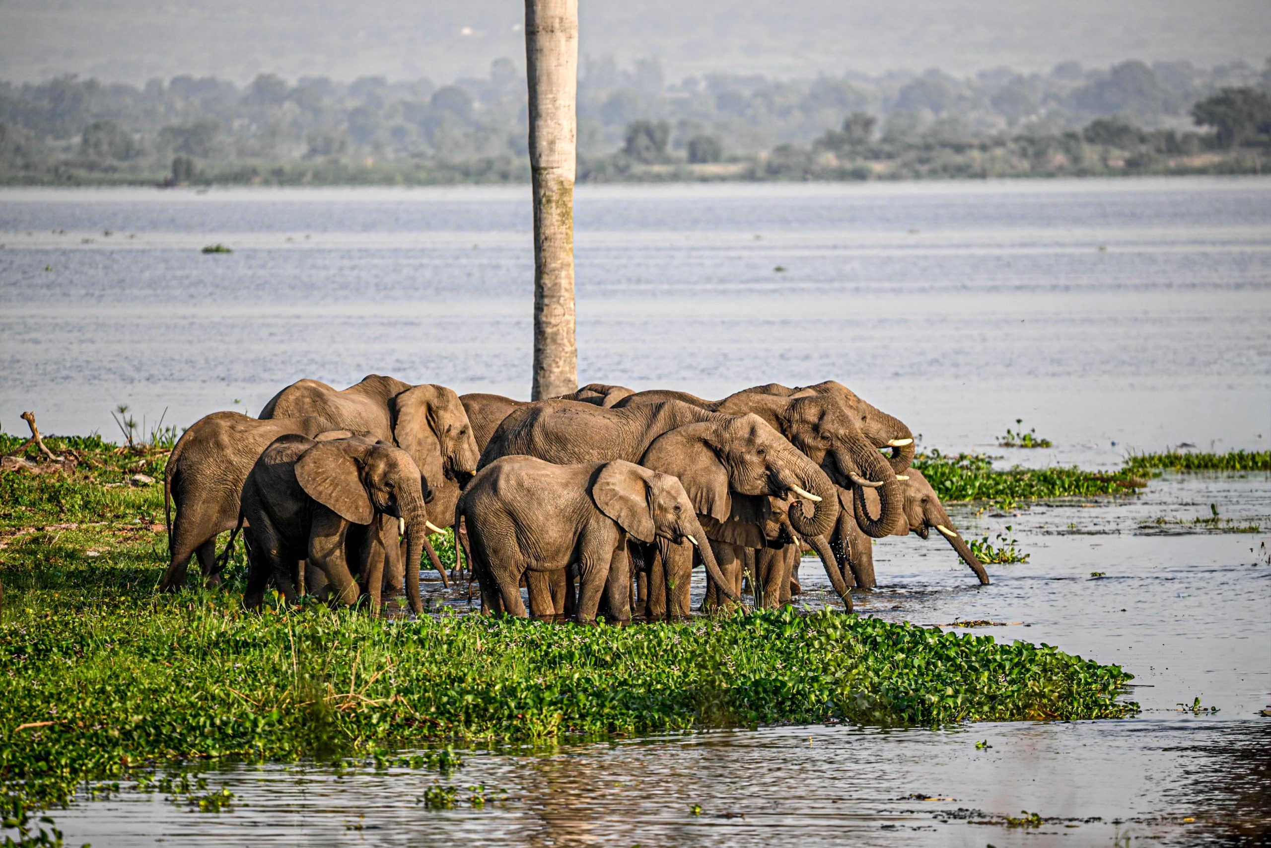 Rhino Tracking, Murchison Falls & Nile Boat Cruise