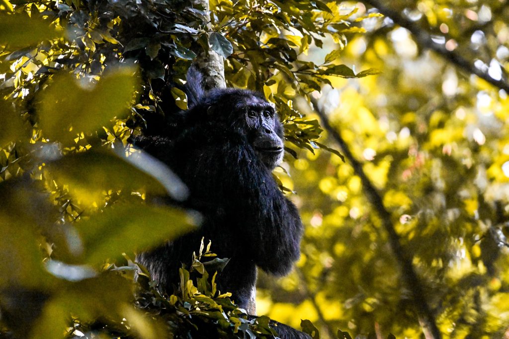 Chimpanzee Trekking