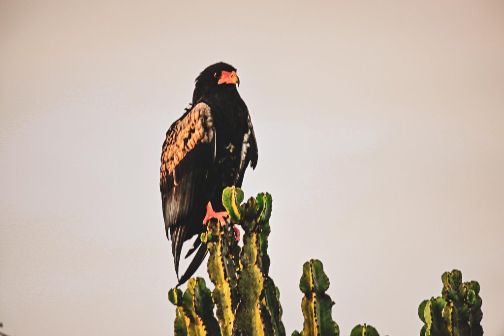 Bird Encounters