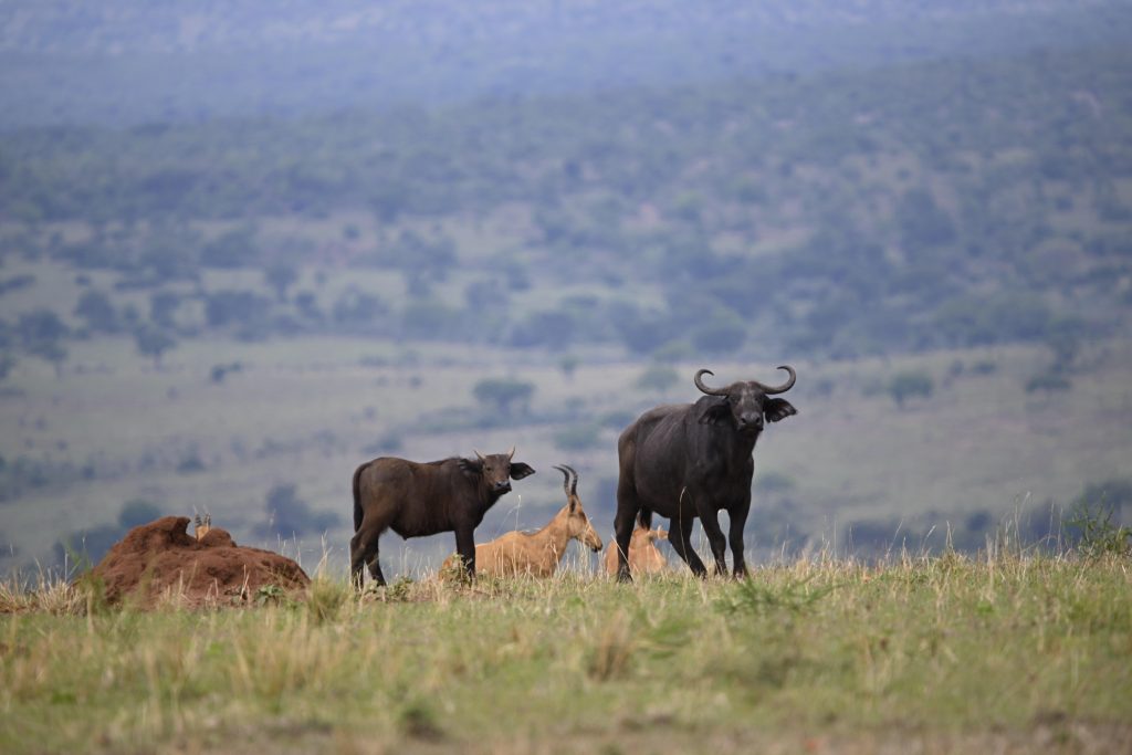 Kidepo Valley National Park – Full-Day Wildlife Safari