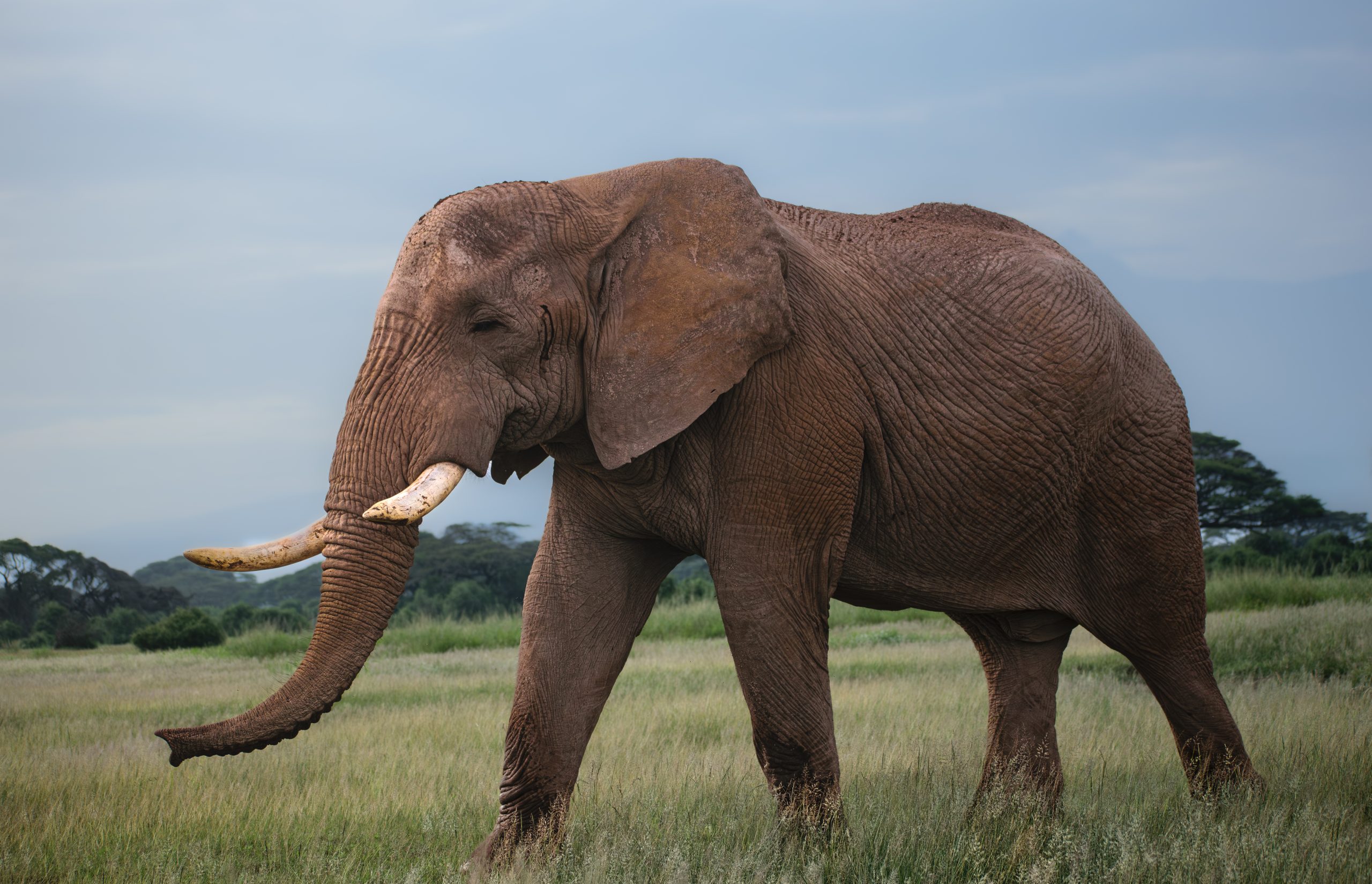 Full-Day Amboseli Wildlife Safari