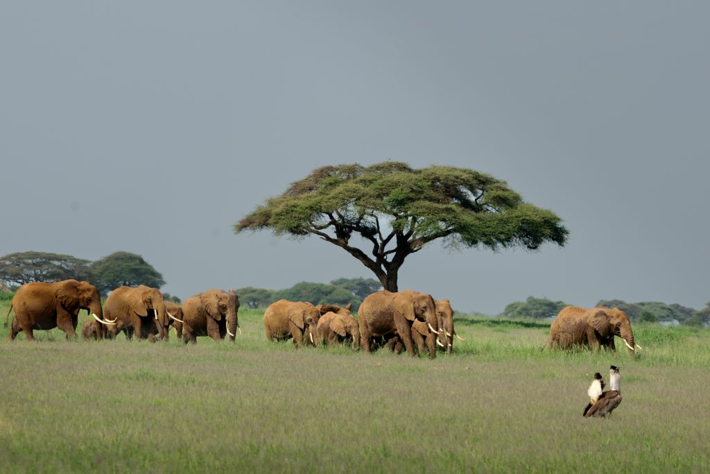Full-Day Amboseli Wildlife & Maasai Cultural Experience