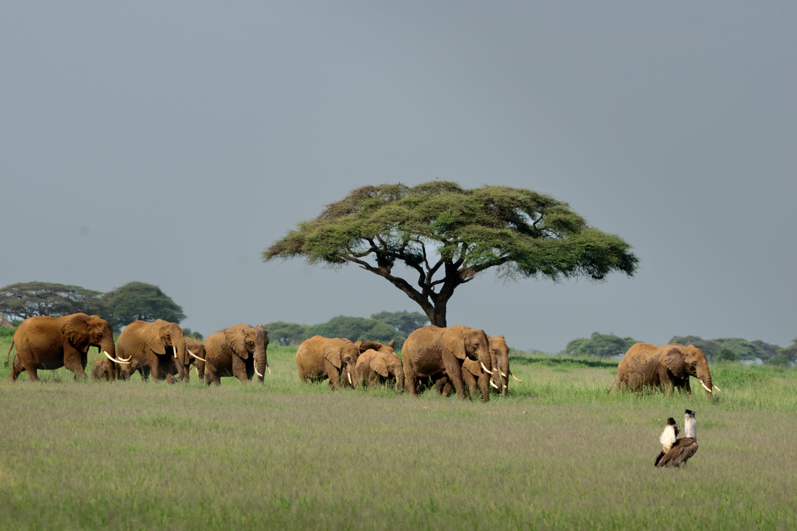 Full-Day Amboseli Wildlife & Maasai Cultural Experience
