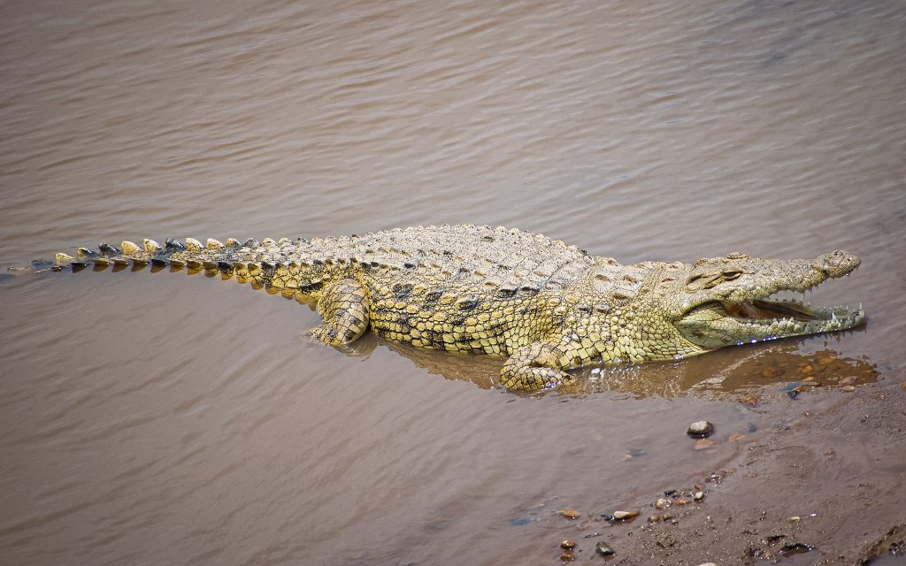 Lake Nakuru – Masai Mara National Reserve