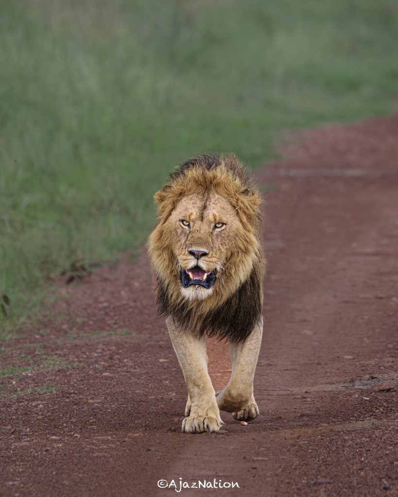Mara Triangle – Full-Day Photographic Safari