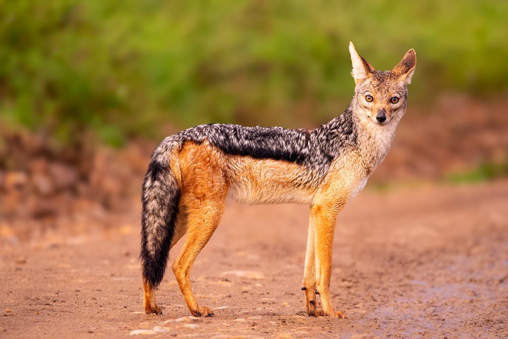 Full-Day Masai Mara Wildlife Safari