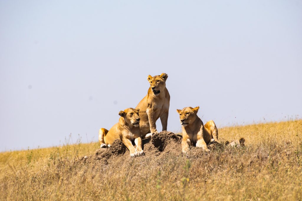 Serengeti National Park – Predators and Plains 