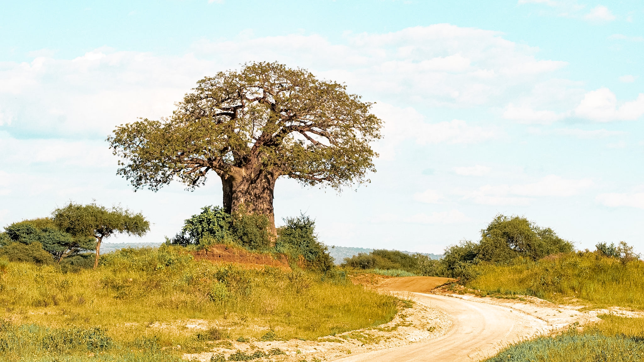 Tarangire National Park – The Land of Giants