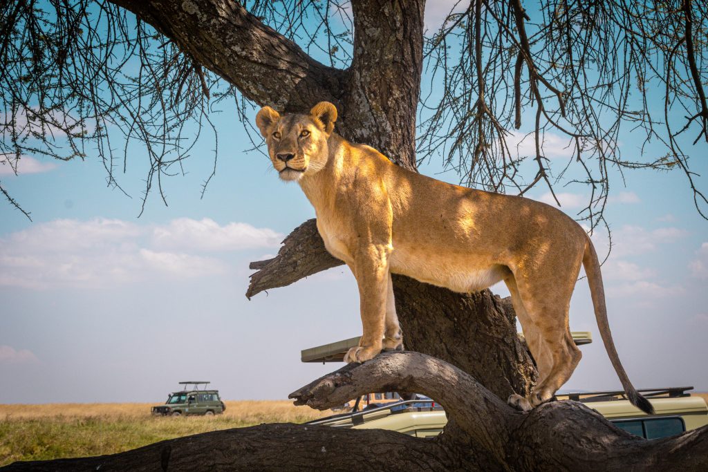 Full-Day Game Drive in Central Serengeti
