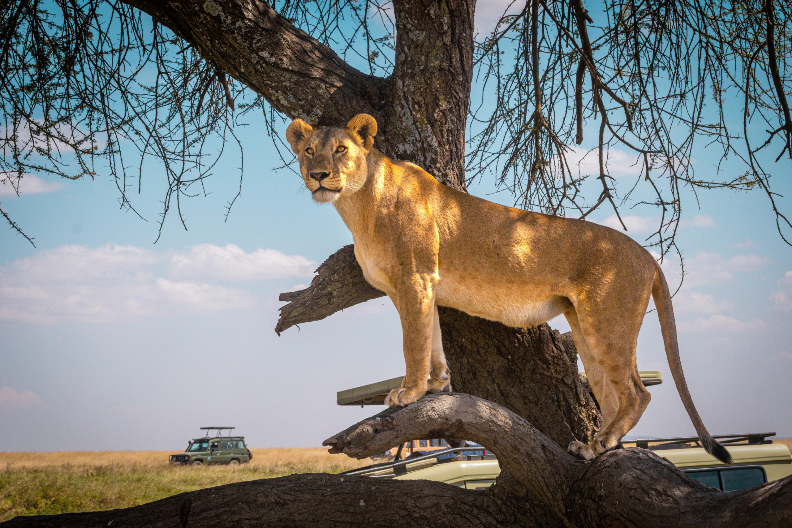 Northern Serengeti to Central Serengeti