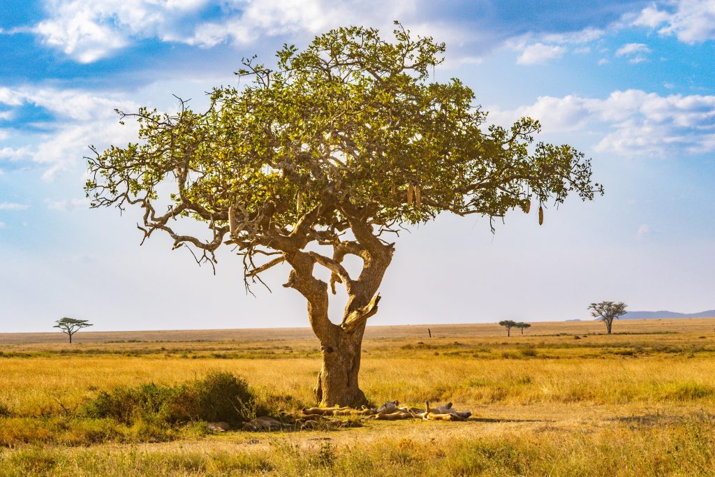 Northern Serengeti to Central Serengeti