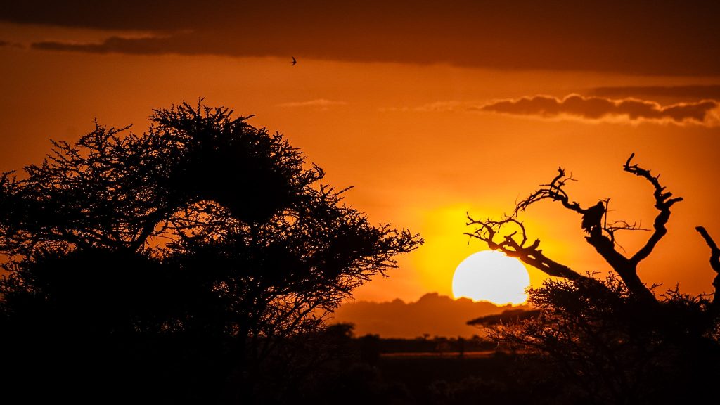 Full-Day Serengeti Wildlife Exploration