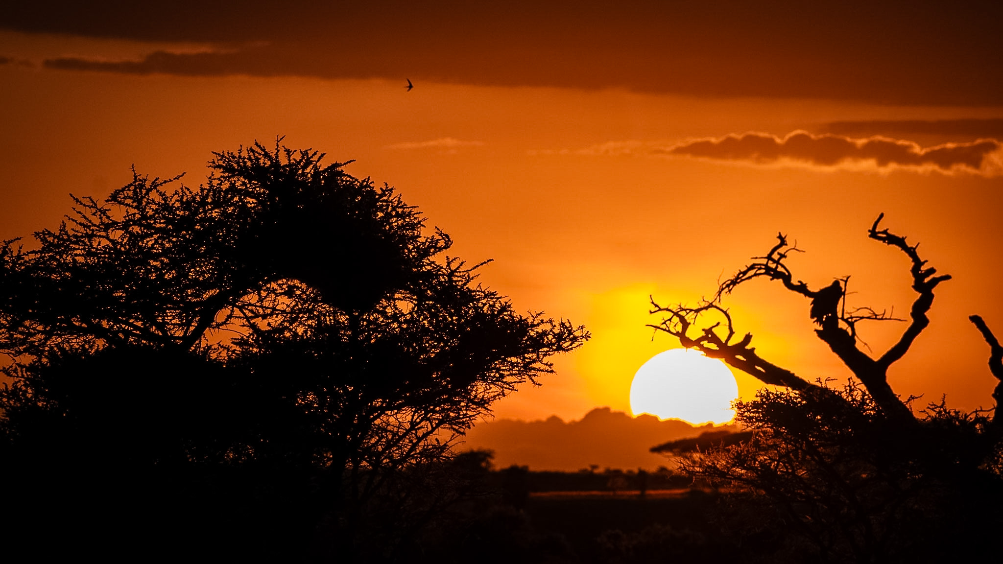 Full Day in the Serengeti