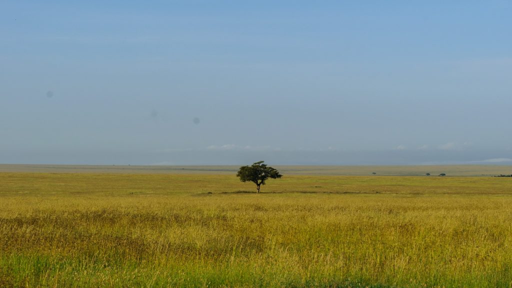 Extensive Serengeti Wildlife Exploration & Sundowner