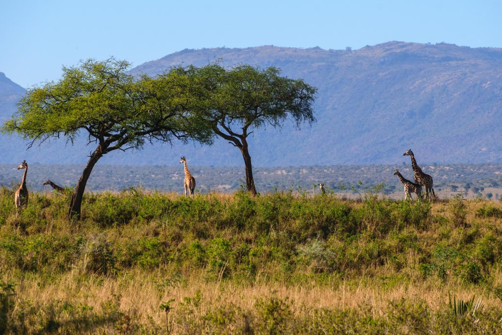 Murchison Falls to Kidepo Valley National Park