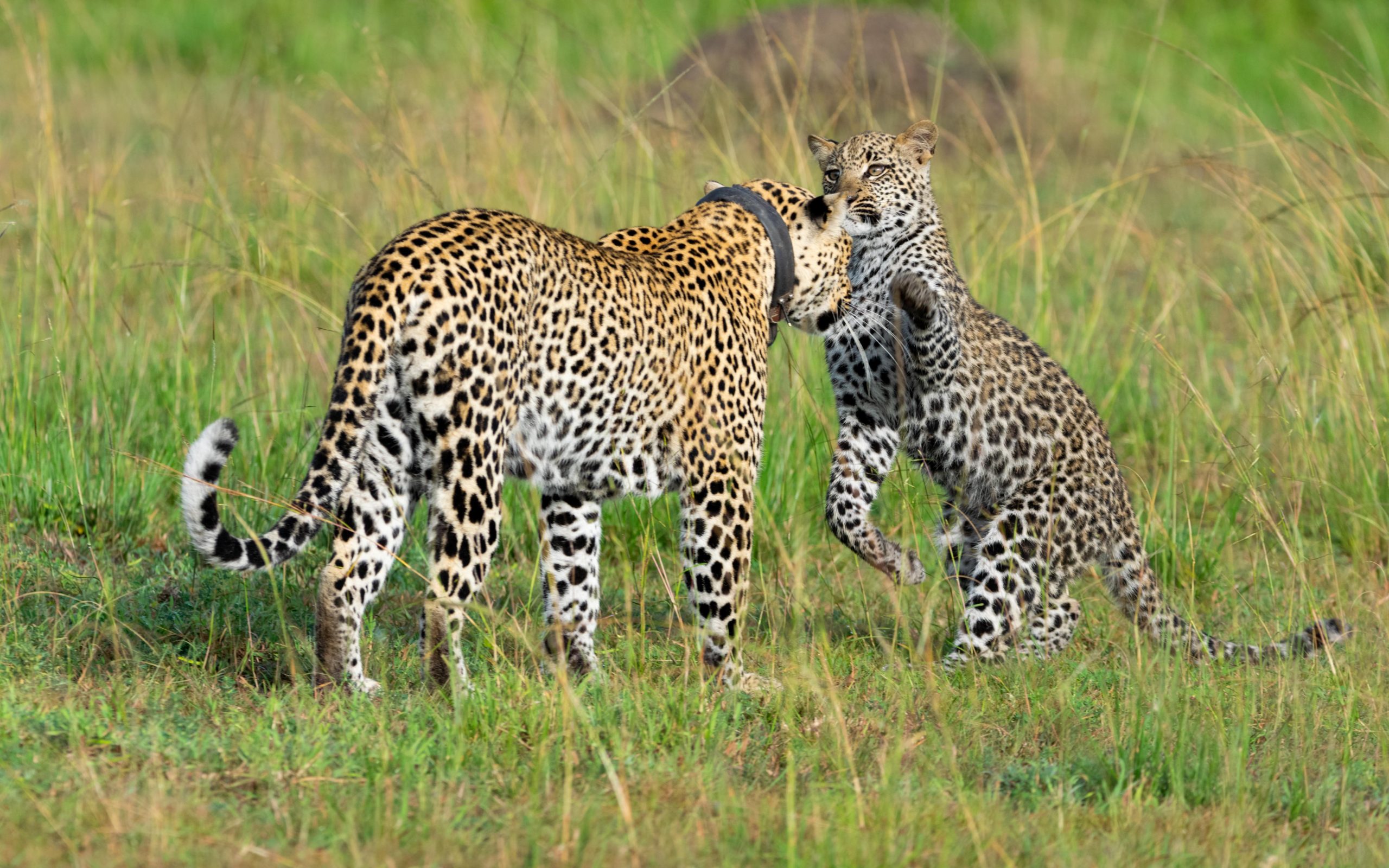 Queen Elizabeth — Morning and Evening Wildlife Photography