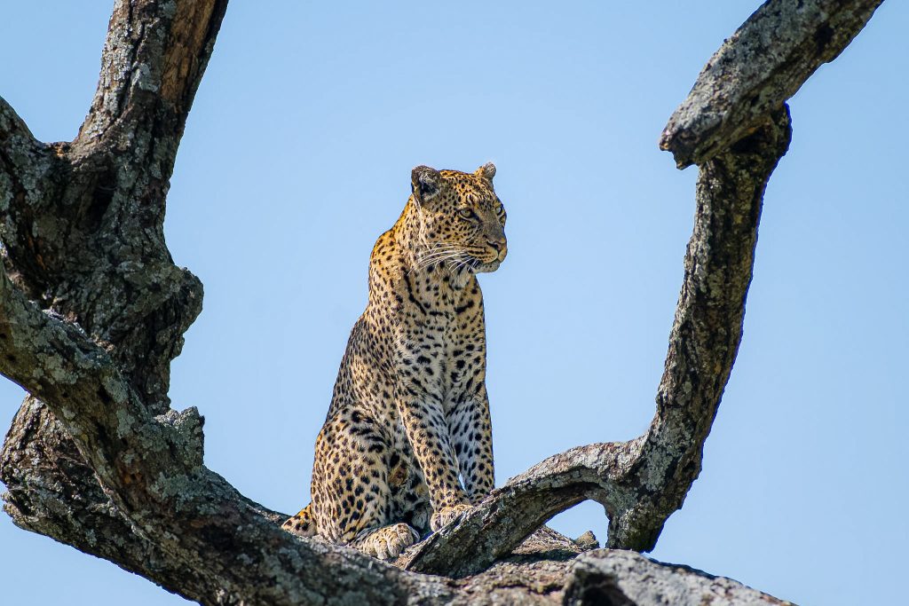  Full Exploration of Serengeti – Game Drives and Balloon Safari