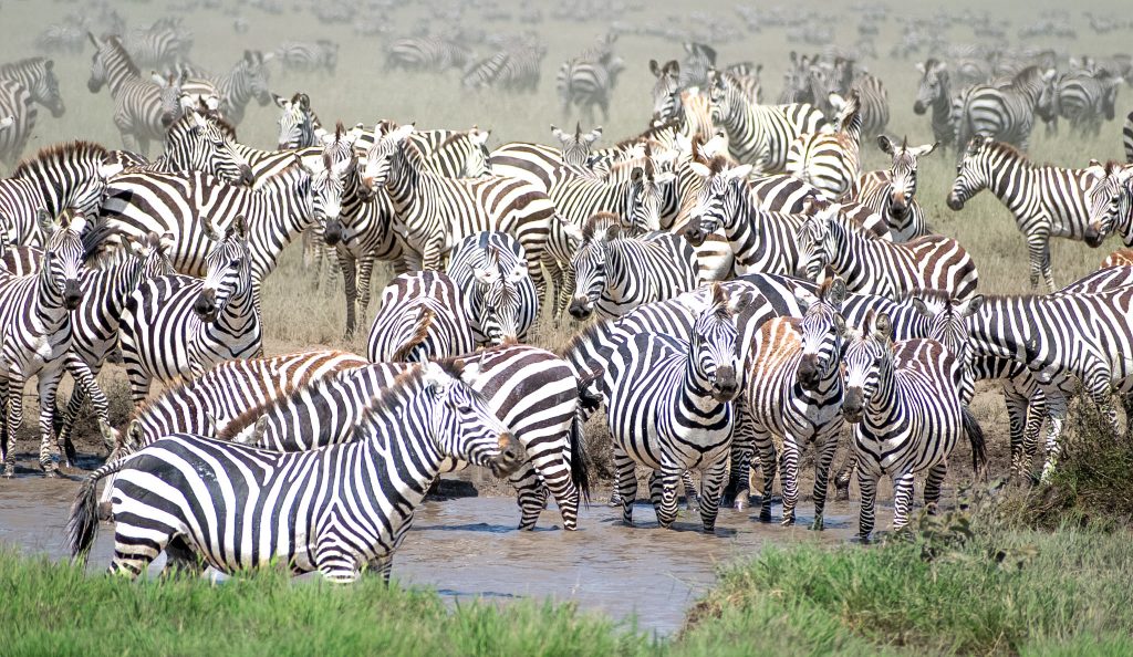 Serengeti to Ngorongoro